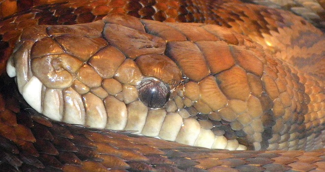 Python